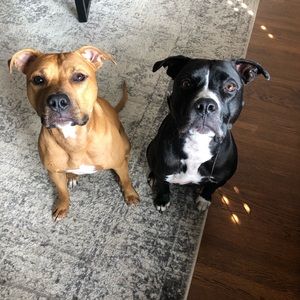 Meet your Posher, Sylvia